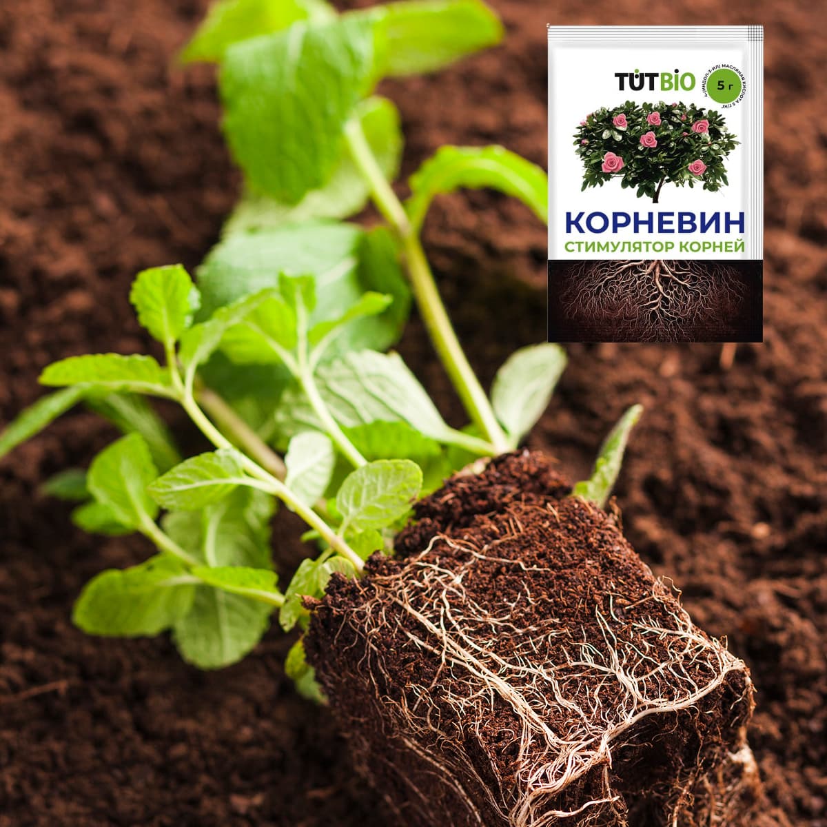 При пересадке корни повреждаются — Корневин помогает запустить их восстановление