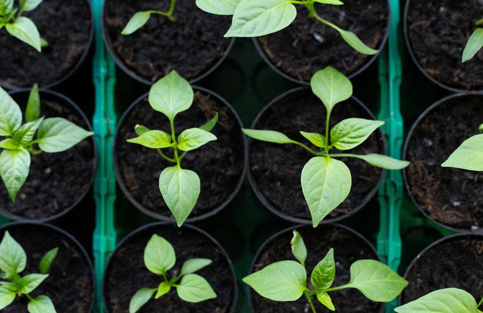 Выбор саженцев: как не ошибиться и получить здоровые растения