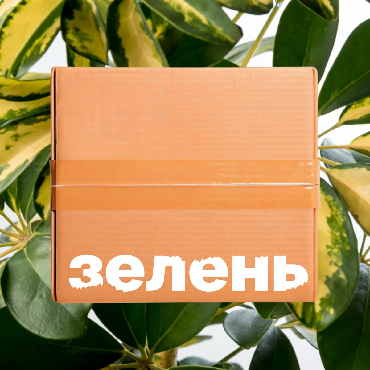 Набор «Декоративно-лиственные»